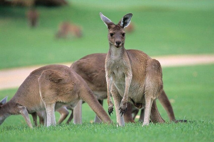 Kangaroo 1