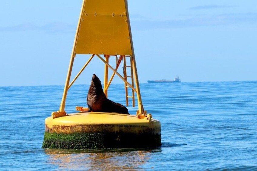A seal on a yellow buoy in the ocean with a ship in the background. 3