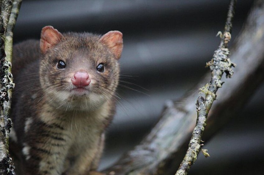 Spotted tail quoll 2