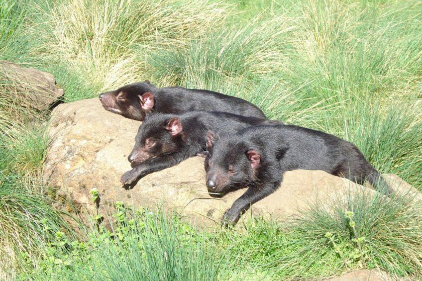 Devils basking 2
