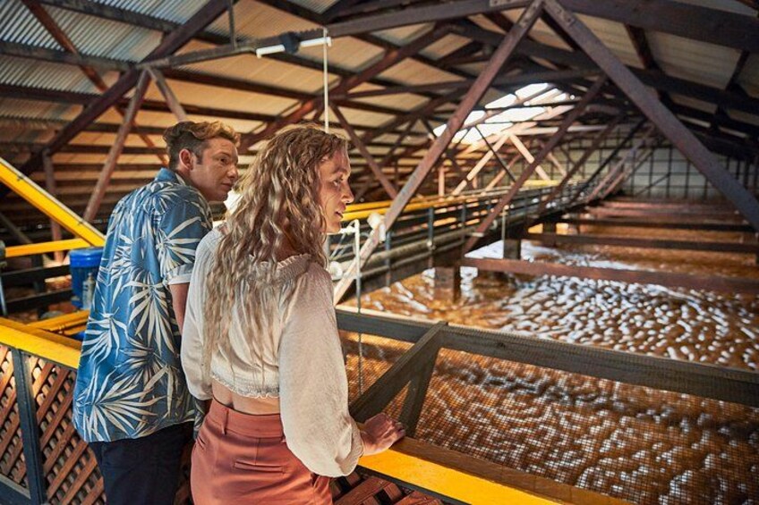Bundaberg Rum Behind The Scenes Distillery Tour And Museum Experience 2