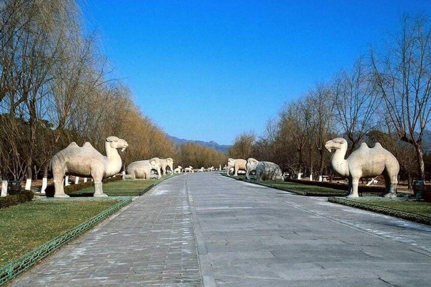 A pathway lined with large camel statues. 5