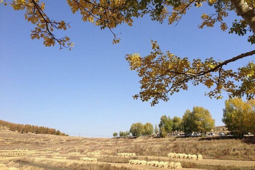 A rural landscape with fields, trees, and a clear sky. 5