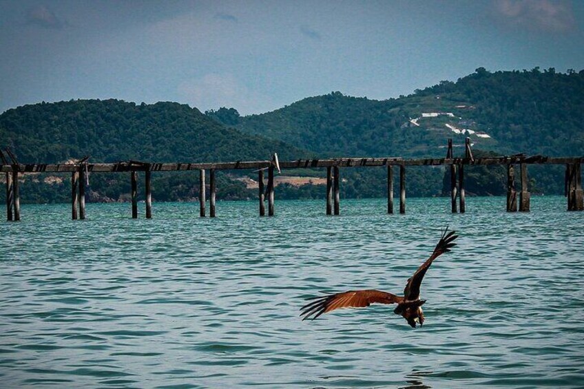 A Mangrove River Cruise on Langkawi