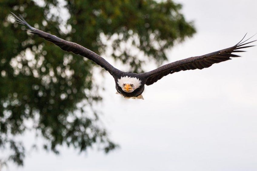 A bald eagle in flight with outstretched wings, a white head, and a yellow beak, against a backdrop of trees. 5