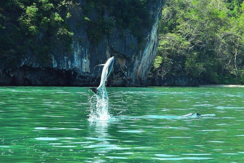 A dolphin leaping out of the water with a rocky cliff in the background. 4