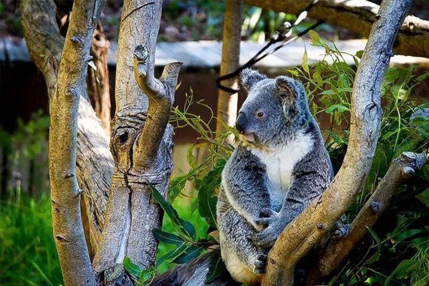 A koala sitting on a tree branch surrounded by greenery. 4