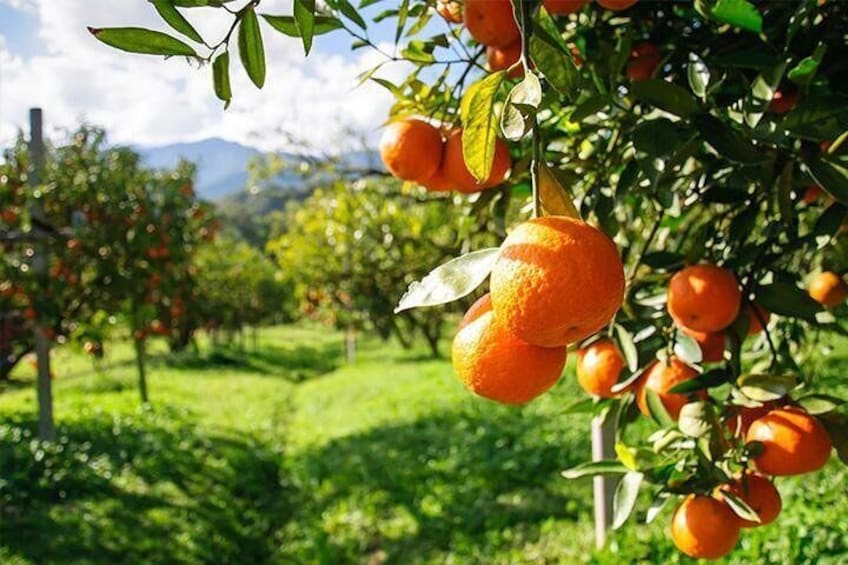 Swan Valley Fruit Orchard 1