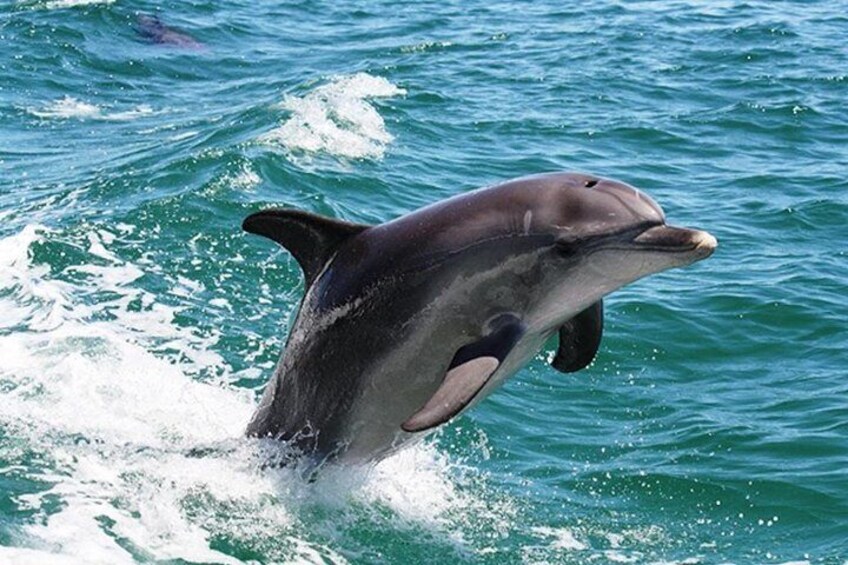 A dolphin leaping out of the water. 1