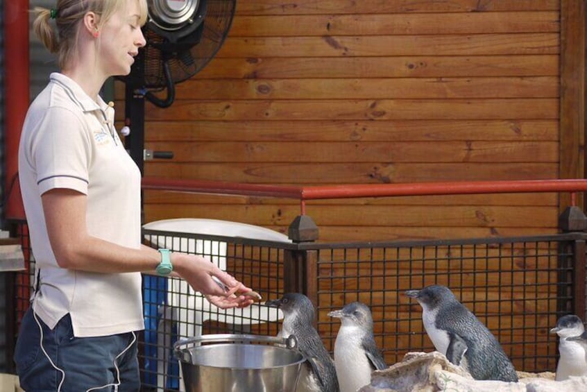A person feeding penguins in a wooden enclosure. 2