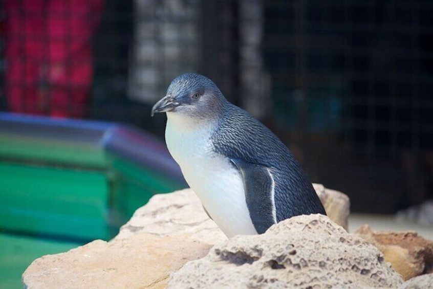 A penguin standing on rocks. 5