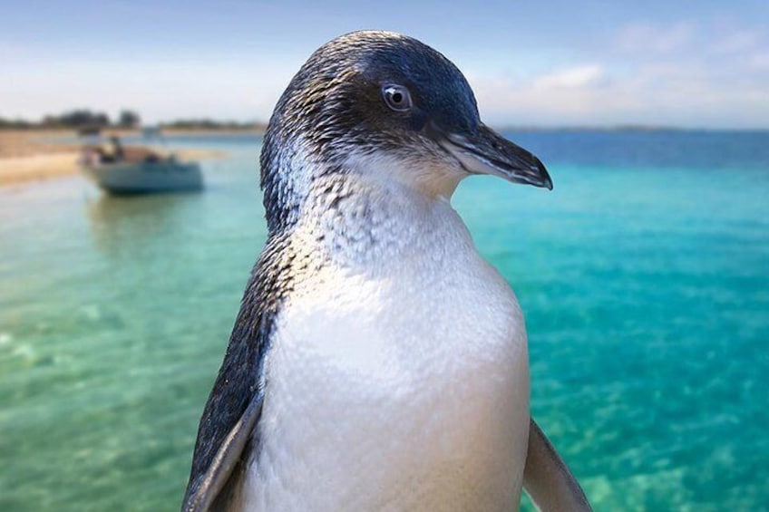 A penguin by a clear blue sea with a boat in the background. 1