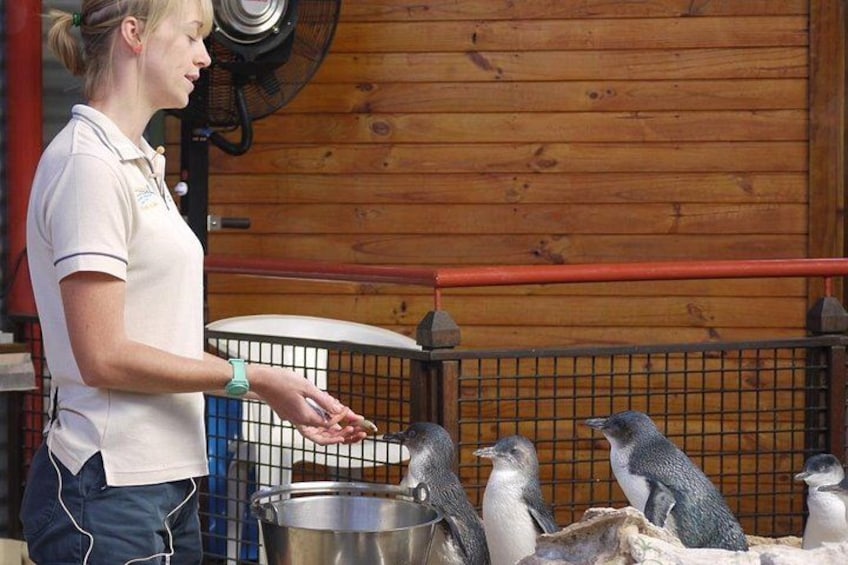 Full-Day Penguin Island & Fremantle Town 3