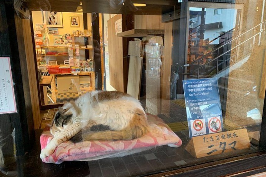 A cat lying on a cushion in a shop window. 4