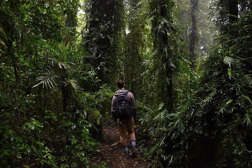 Tamborine Mountain | Pineapple Tours 3