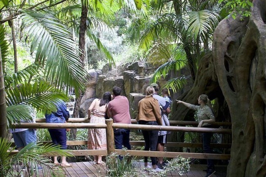 Gold Coast: HOHO - Tamborine Rainforest Skywalk + Glow Worm Caves 3