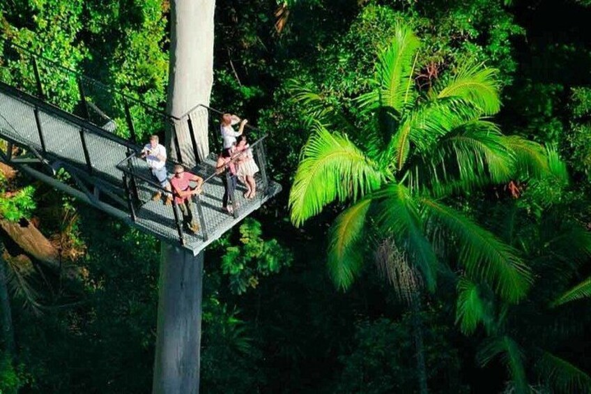 Rainforest Skywalk | Pineapple Tours 1