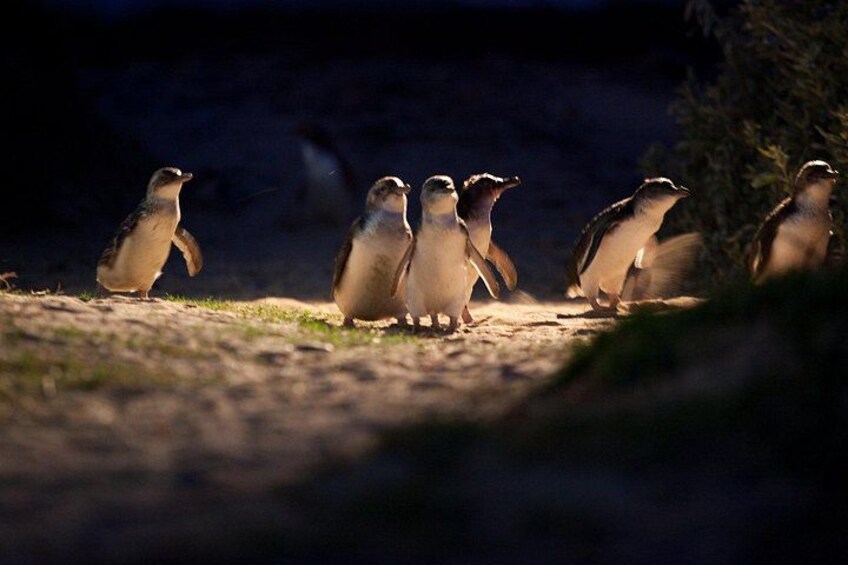 Little Penguins 4
