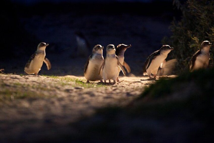 A group of penguins standing on a sandy surface with a dark background. 4