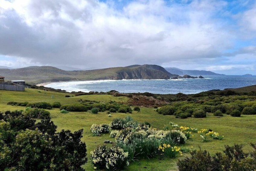 A coastal landscape with green fields, yellow flowers, and a view of the ocean and distant hills. 2