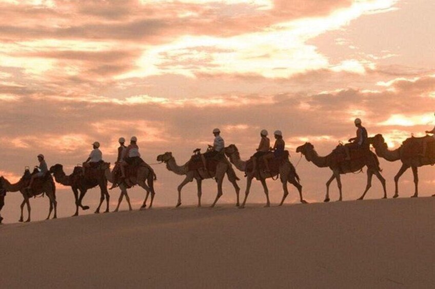 Dolphin Watching & Sandboarding | Port Stephens Tour from Sydney 4