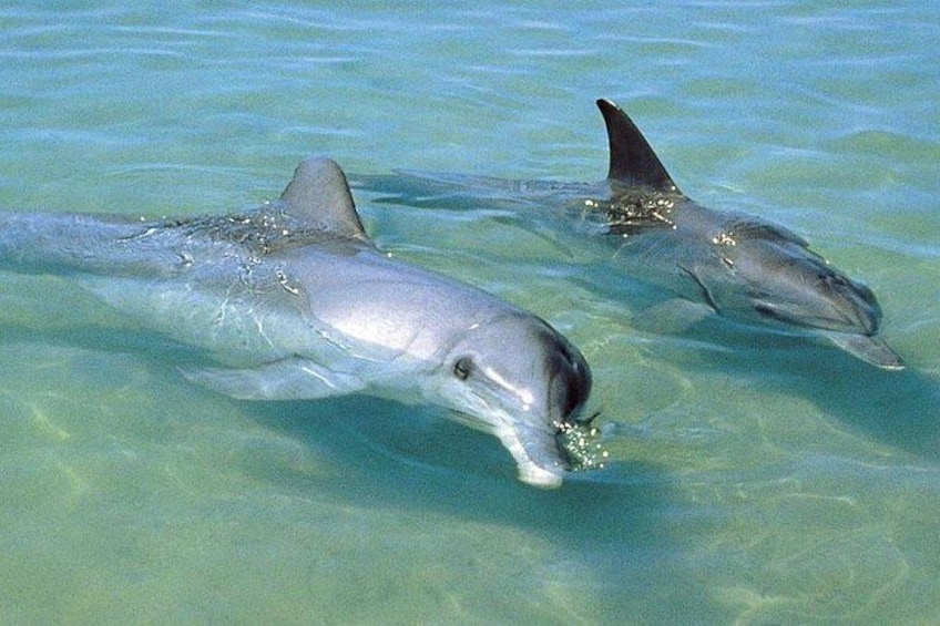 Port Stephens Dolphins 2