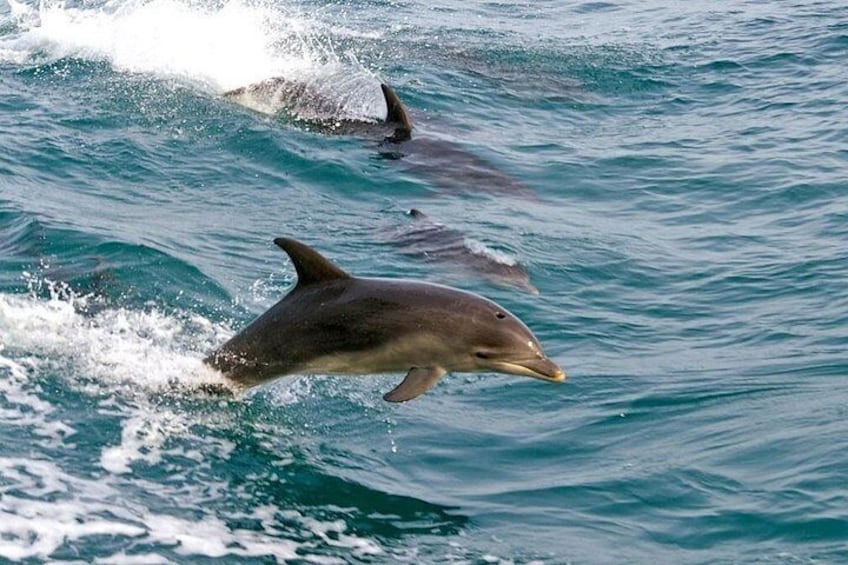 Dolphins jumping out of the water. 1