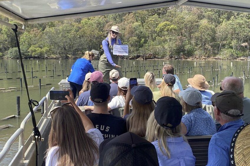On our unique tour you get to see and hear about the Oyster leases on the Hawkesbury River 1