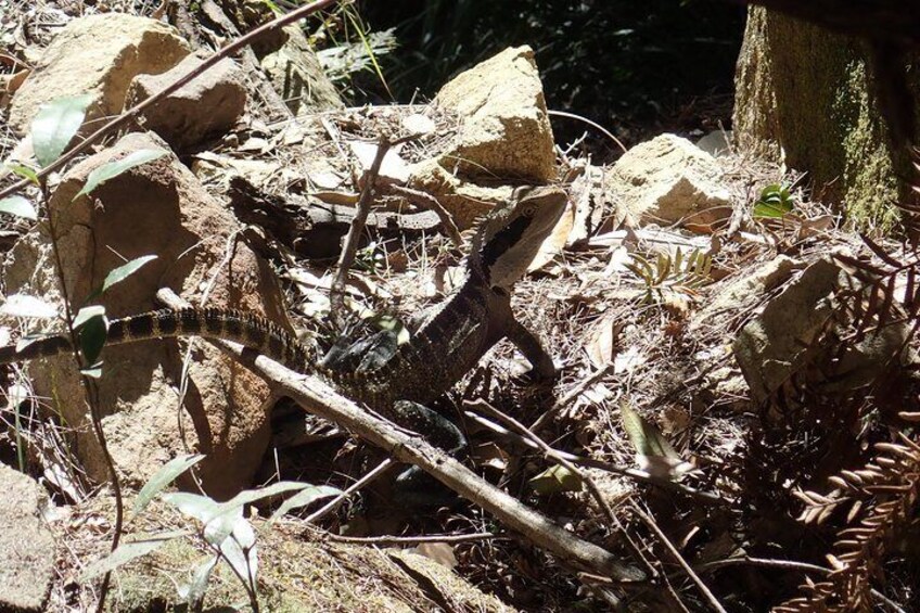 A forest floor with rocks, branches, and dry leaves. 5