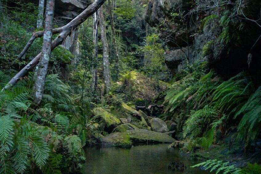 A forested area with a small stream, rocks, and ferns. 3