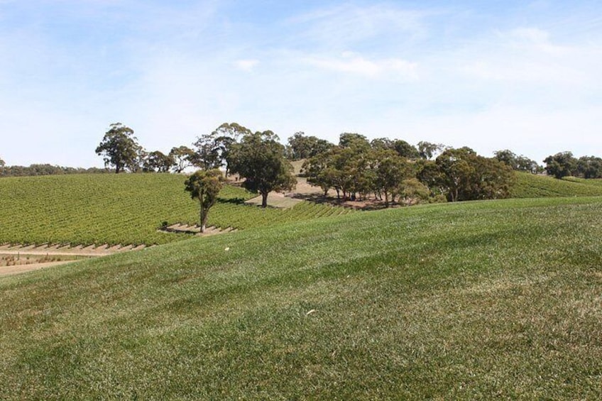 Longview 4