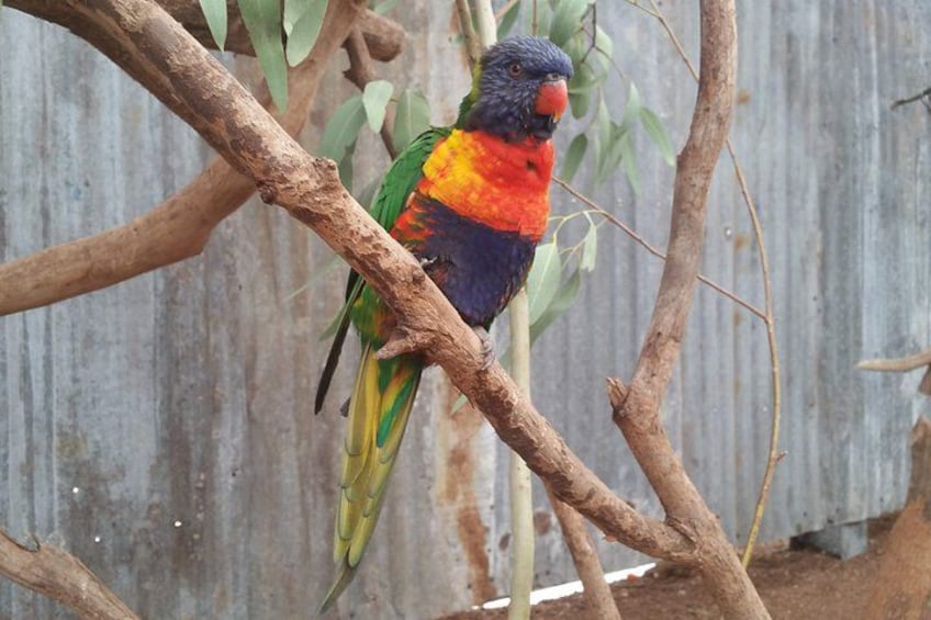 Perth Wildlife Park & City Highlights - Premium Small Group Tour 4