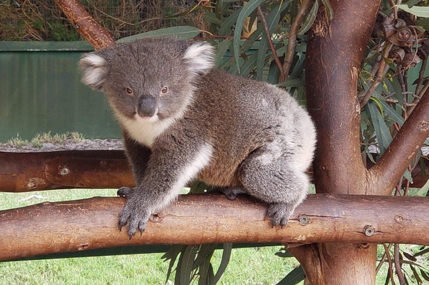 Perth Wildlife Park & City Highlights - Premium Small Group Tour 1