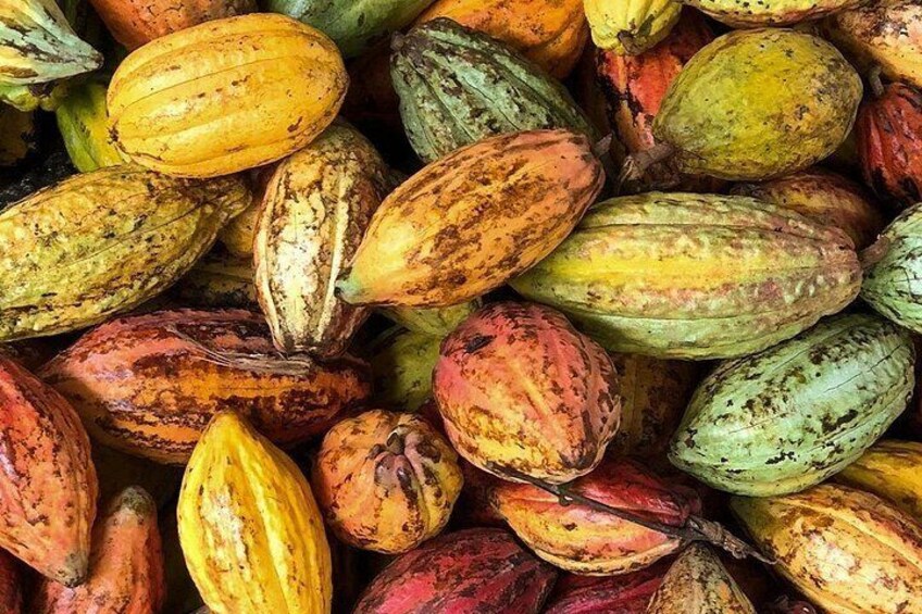 cocoa trees in farm 5