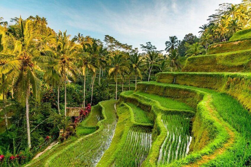 Tegalalang Bali Rice Terraces 4