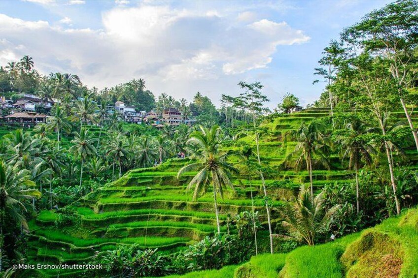 Terraced rice fields, palm trees, and houses in a hilly landscape. 3