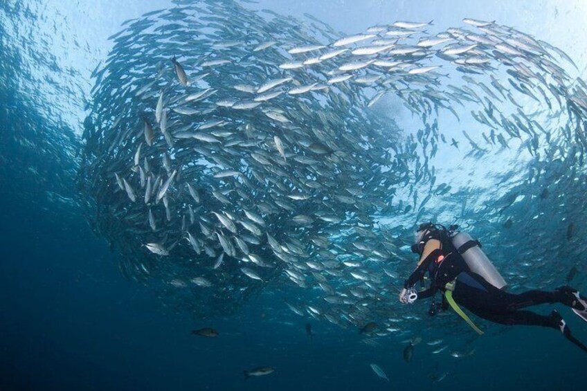 Diving Trip in Bali