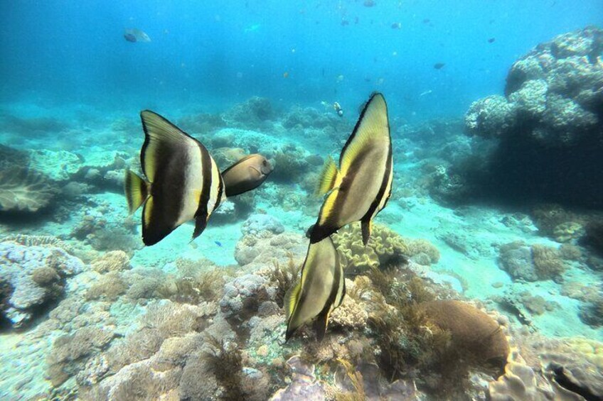 Two fish swimming near a coral reef. 5