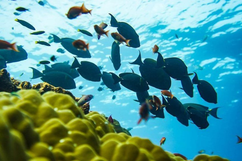 Ein Fischschwarm schwimmt in der Nähe eines Korallenriffs. 5
