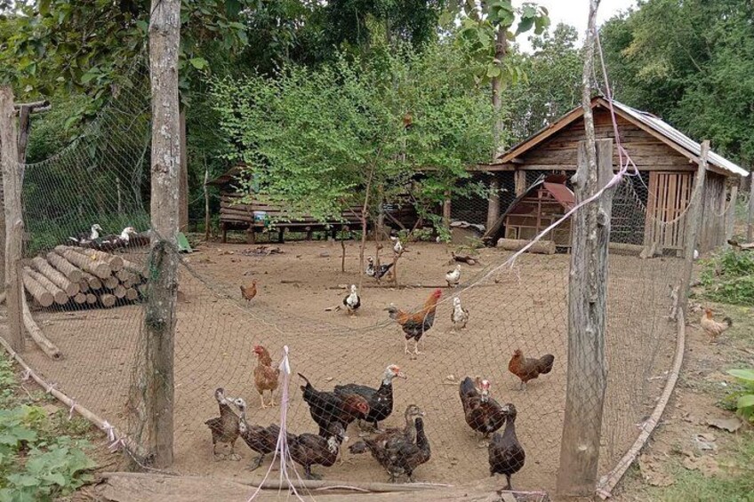 Full Day Visit & Cook at Local family' farm and Hiking to Kuang si waterfalls 2