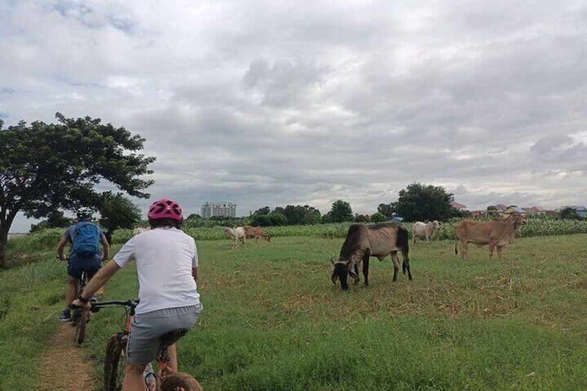 The Mekong Island Biking Tour and Lunch with farmers