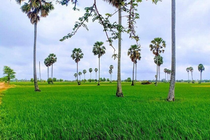 A field with tall palm trees and green grass under a cloudy sky. 1