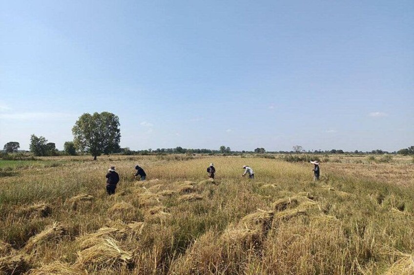 A group of people harvesting crops in a field. 3