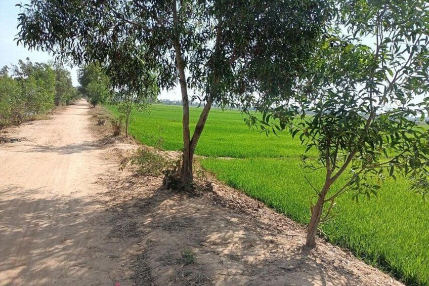 A dirt road flanked by green fields and trees. 2