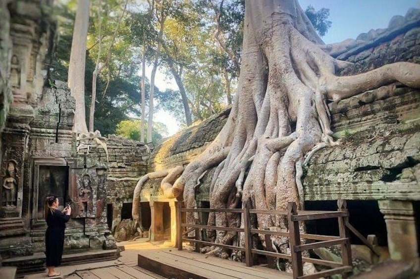 Big root of the tree at tomb raider temple 4