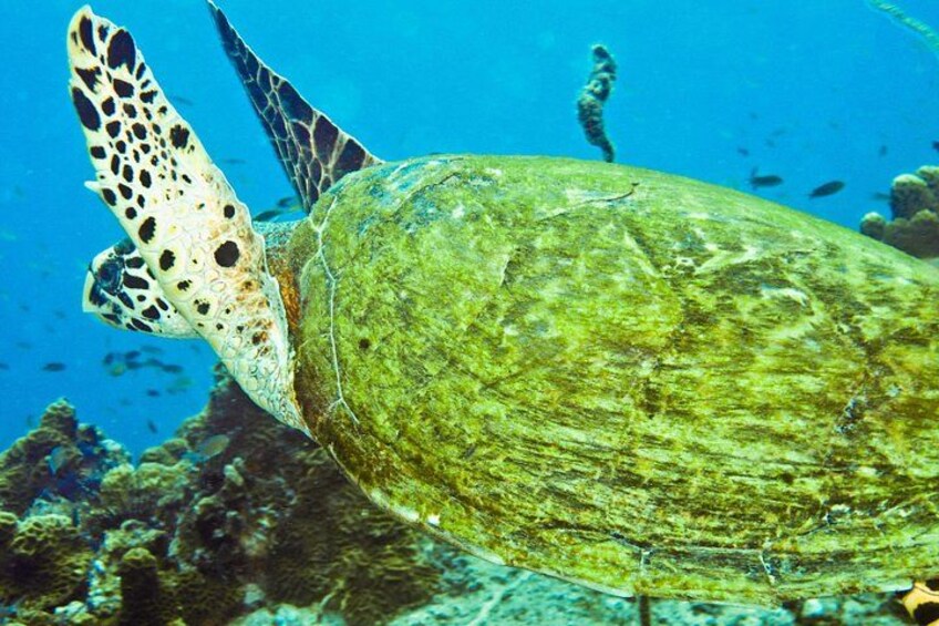 Snorkeling Tour Koh Tao & Koh Nang Yuan from Samui by Speedboat 3