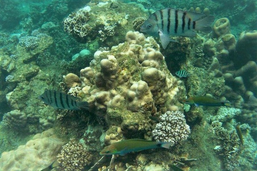 A coral reef with various fish species, including striped and spotted ones, and a large coral formation. 2