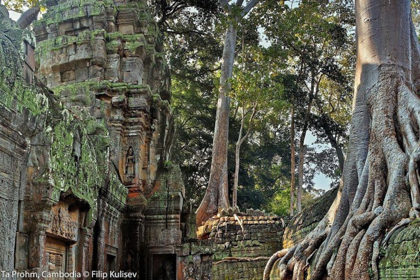 Ta-Prohm Tree Temple 2