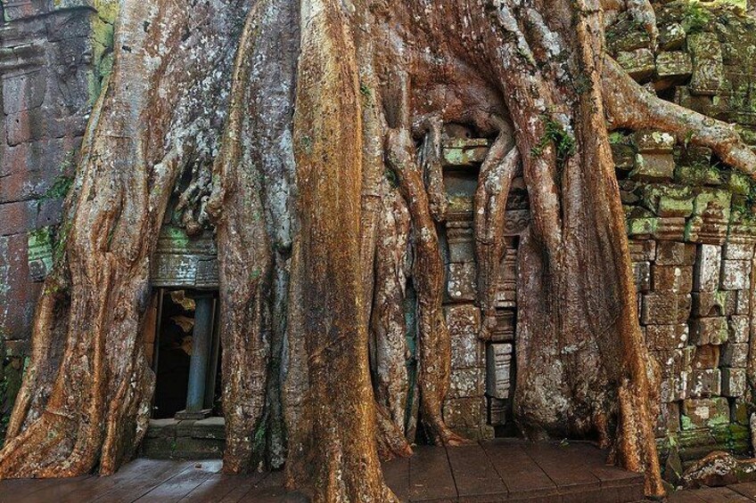 Ta-Prohm Tree Temple 4