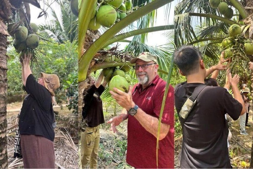 People harvesting coconuts from palm trees. 3